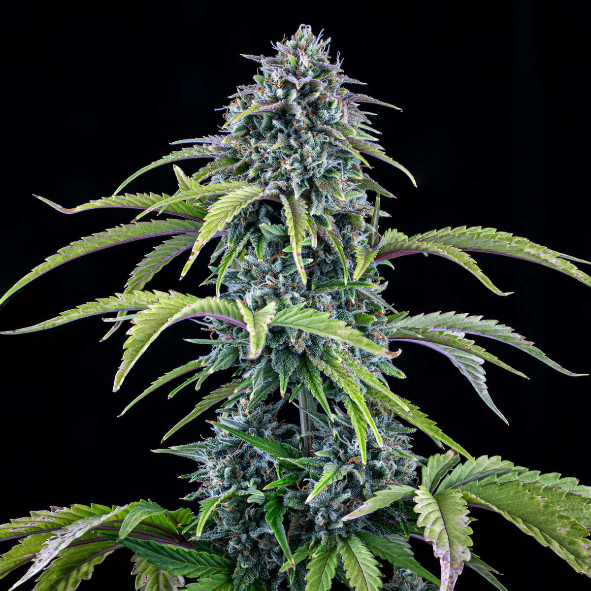 24 Carat - Image 3