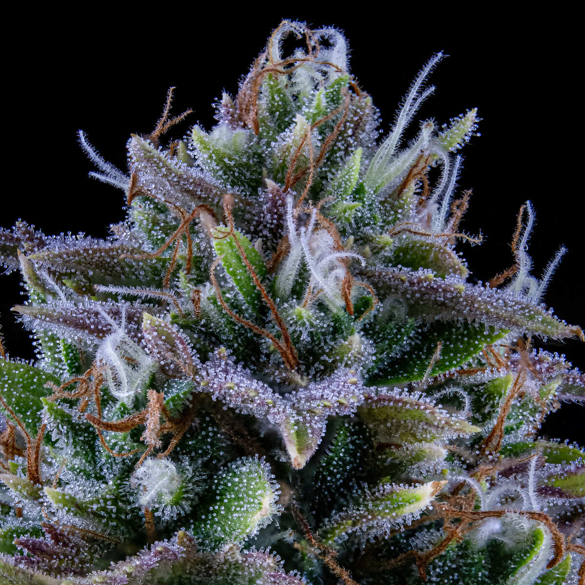 24 Carat - Image 4