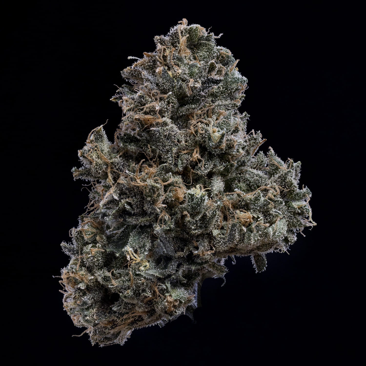 3 Bears OG - Image 10