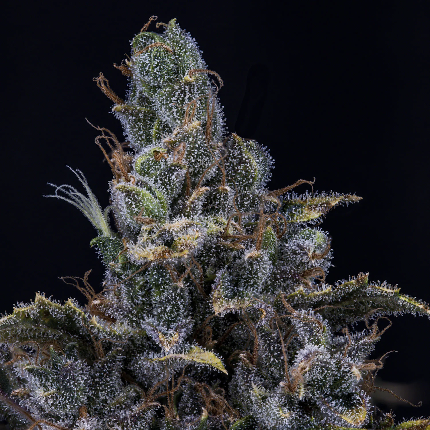 3 Bears OG - Image 3