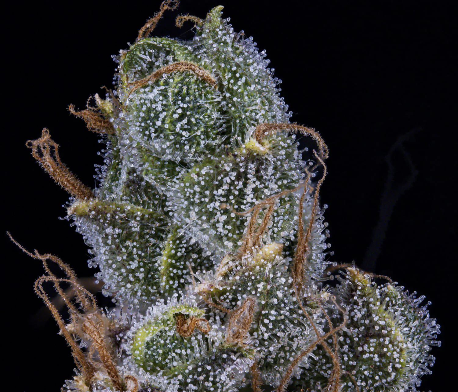 3 Bears OG - Image 4