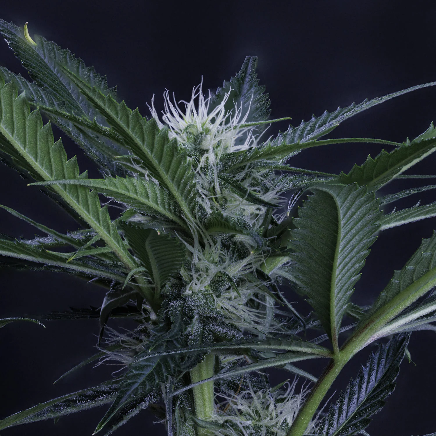 3 Bears OG - Image 5