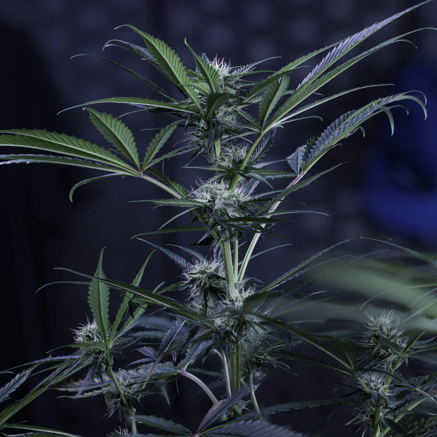 3 Bears OG - Image 6