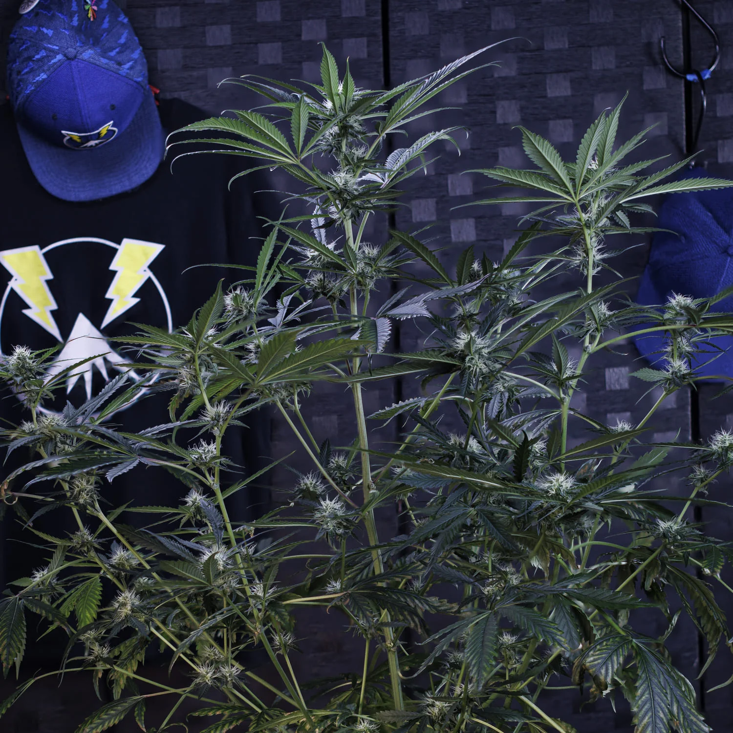 3 Bears OG - Image 7