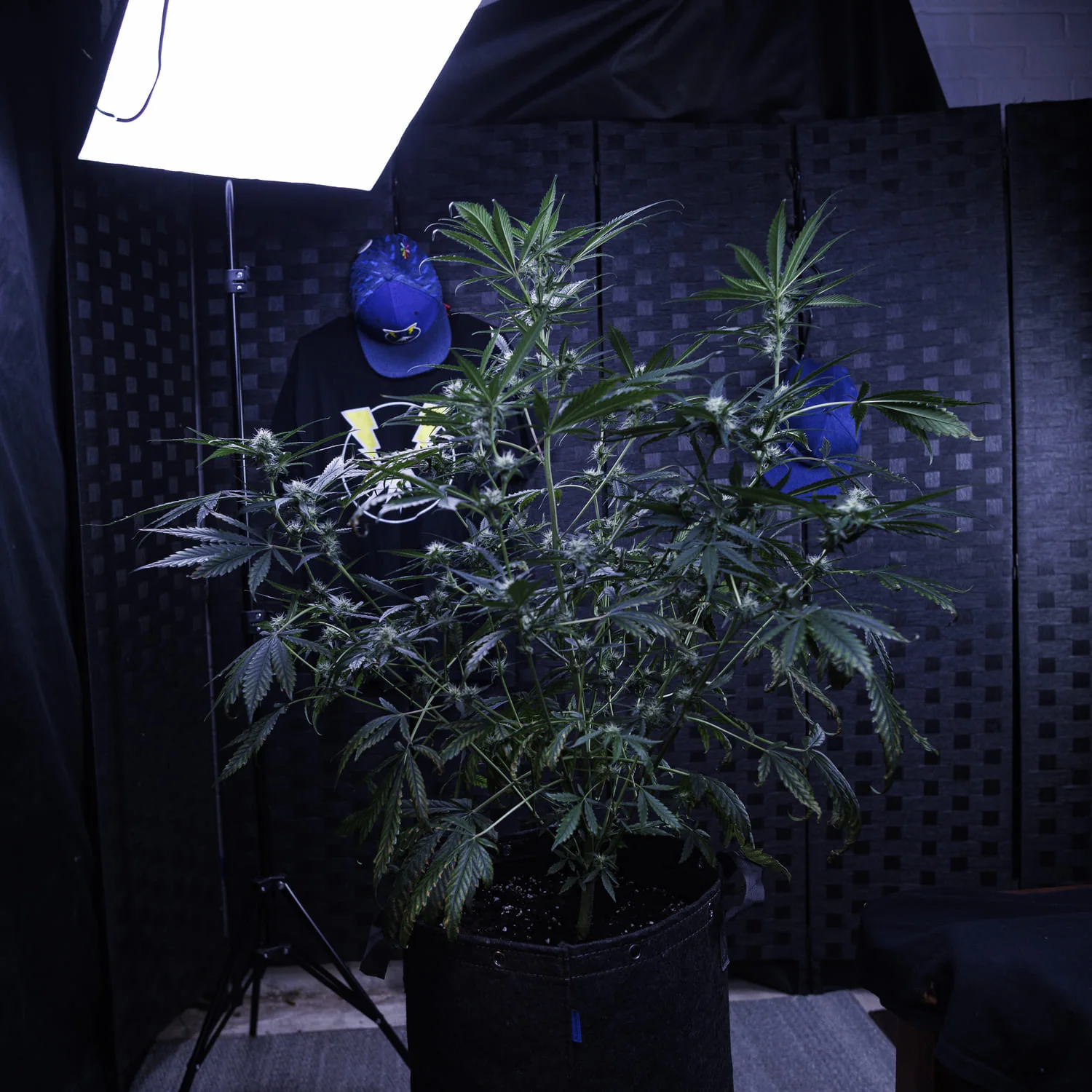 3 Bears OG - Image 8