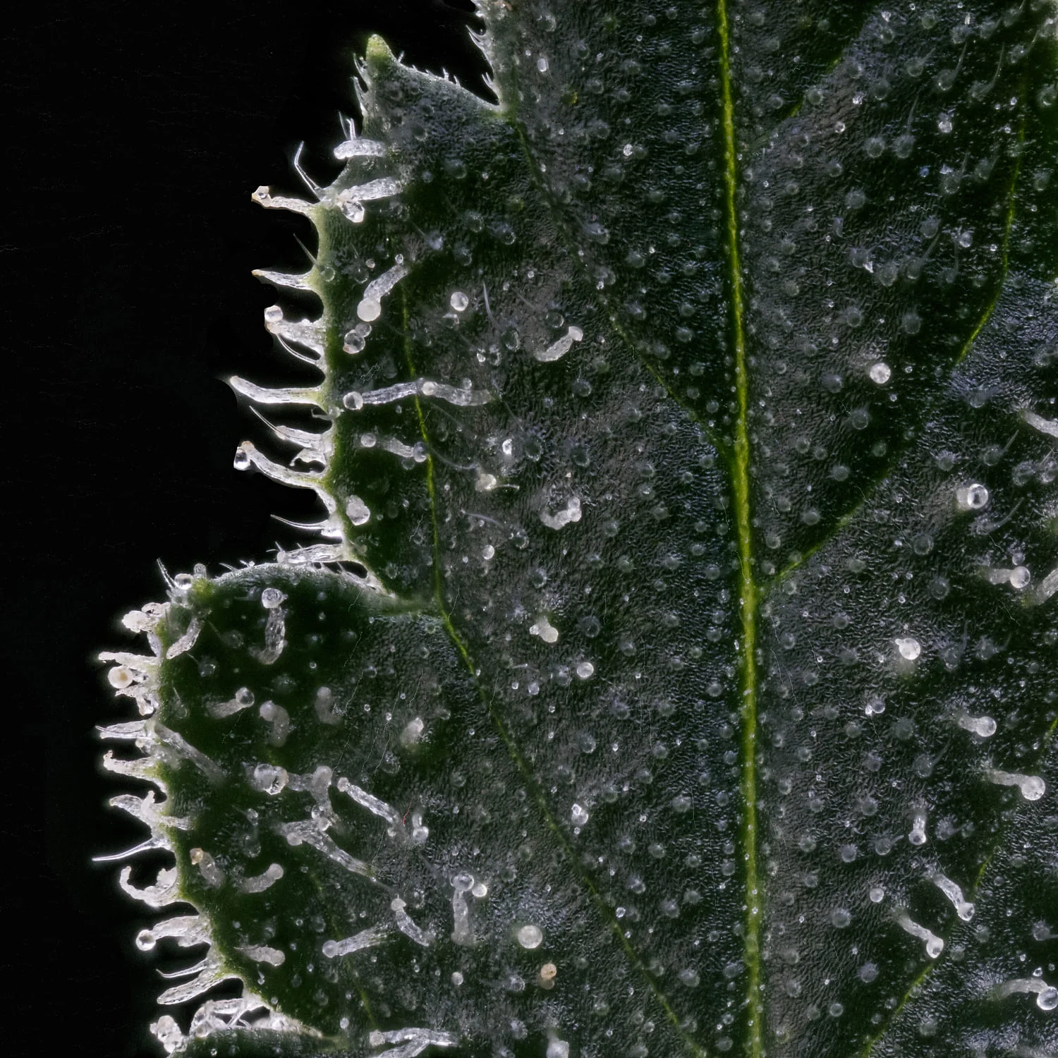 3 Bears OG - Image 9