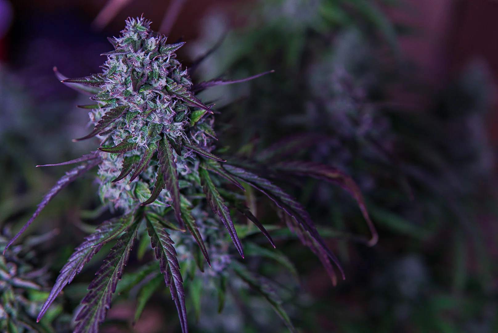 3wok OG - Image 3