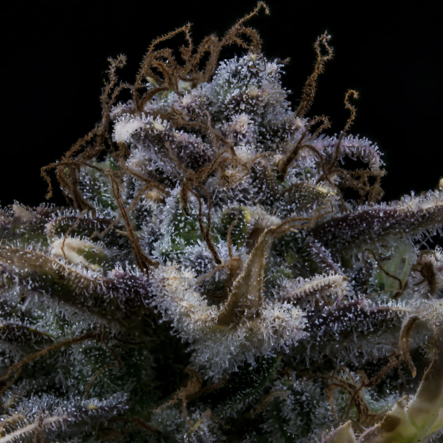 4 Assed Monkey - Image 3