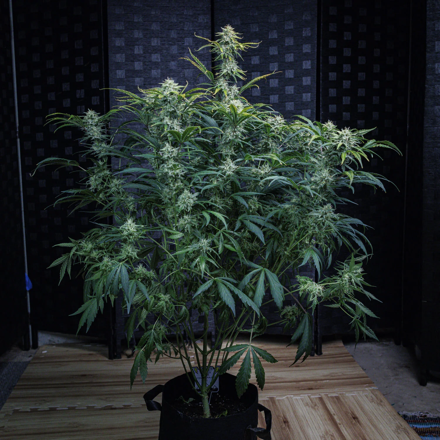 505 Headbanger - Image 3