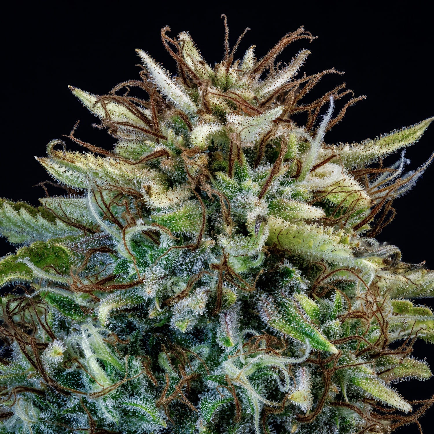 505 Headbanger - Image 4