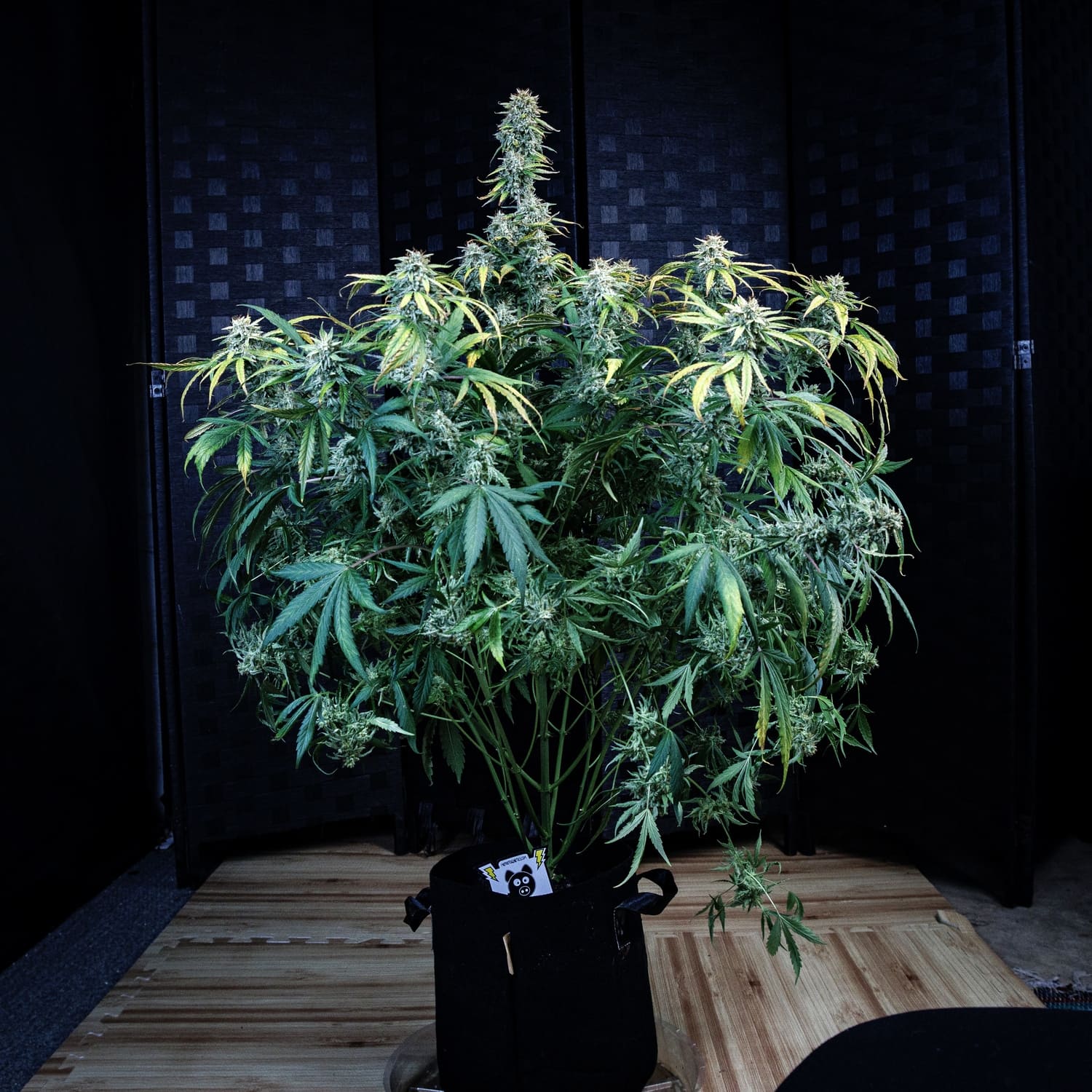 505 Headbanger - Image 5