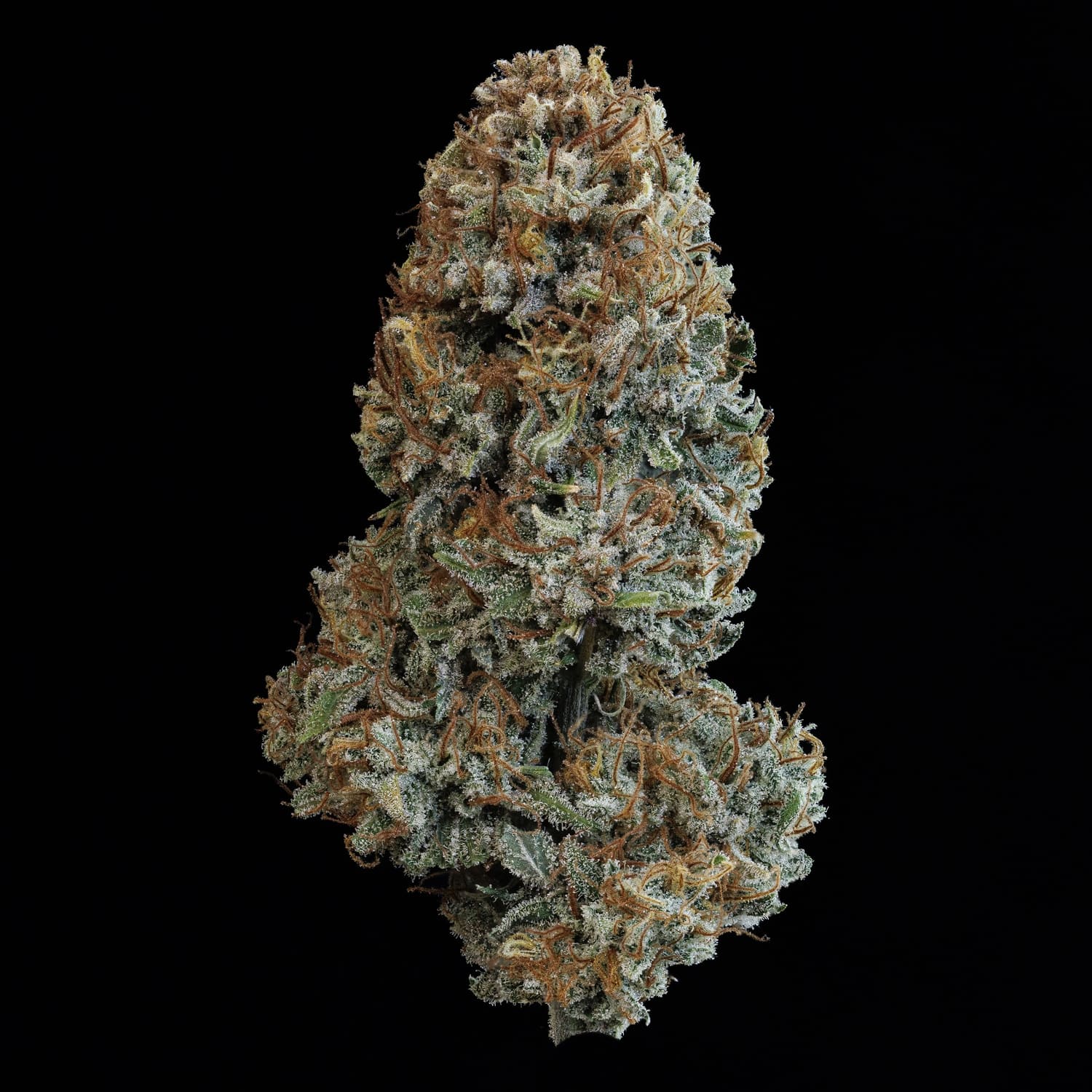 505 Headbanger - Image 6