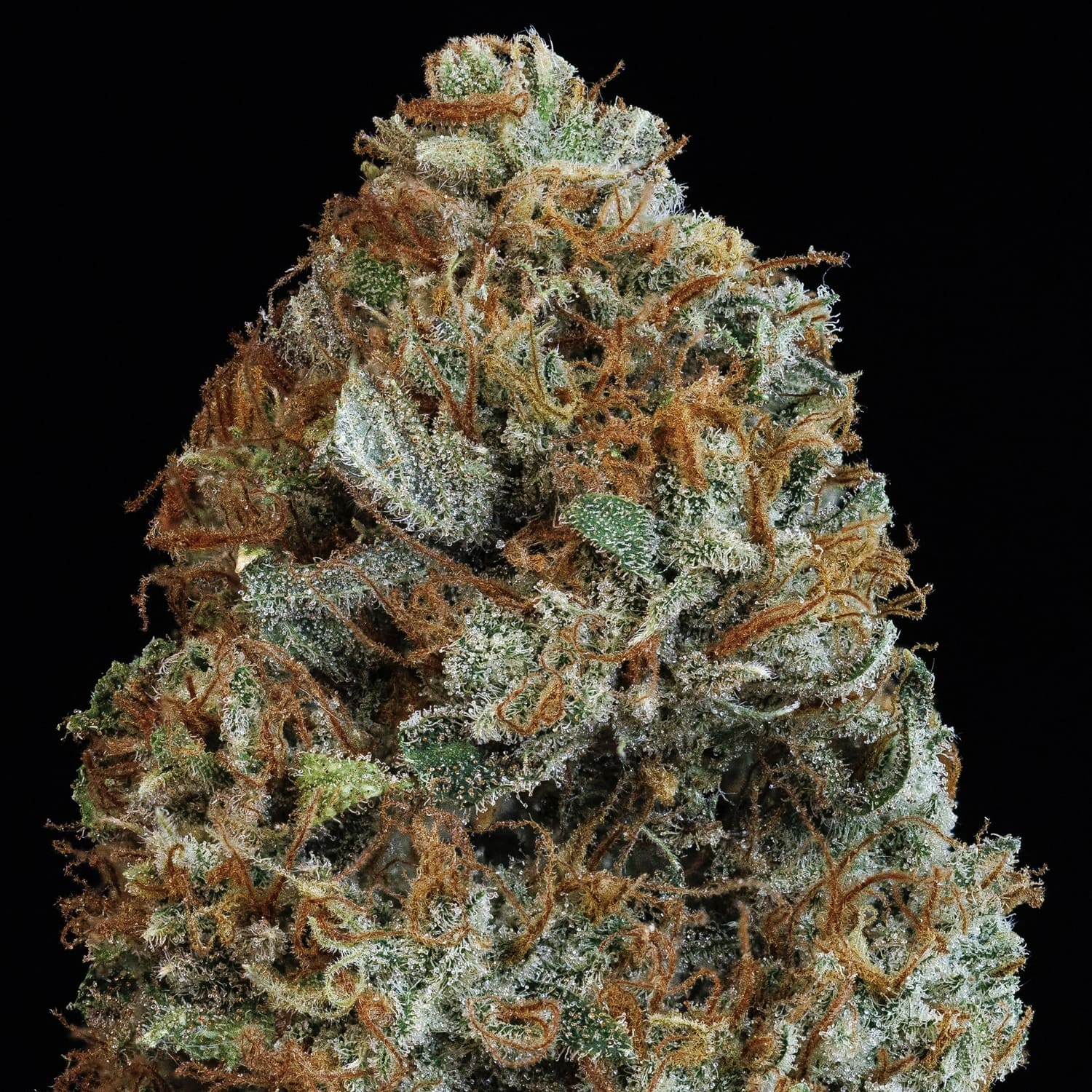 505 Headbanger - Image 7