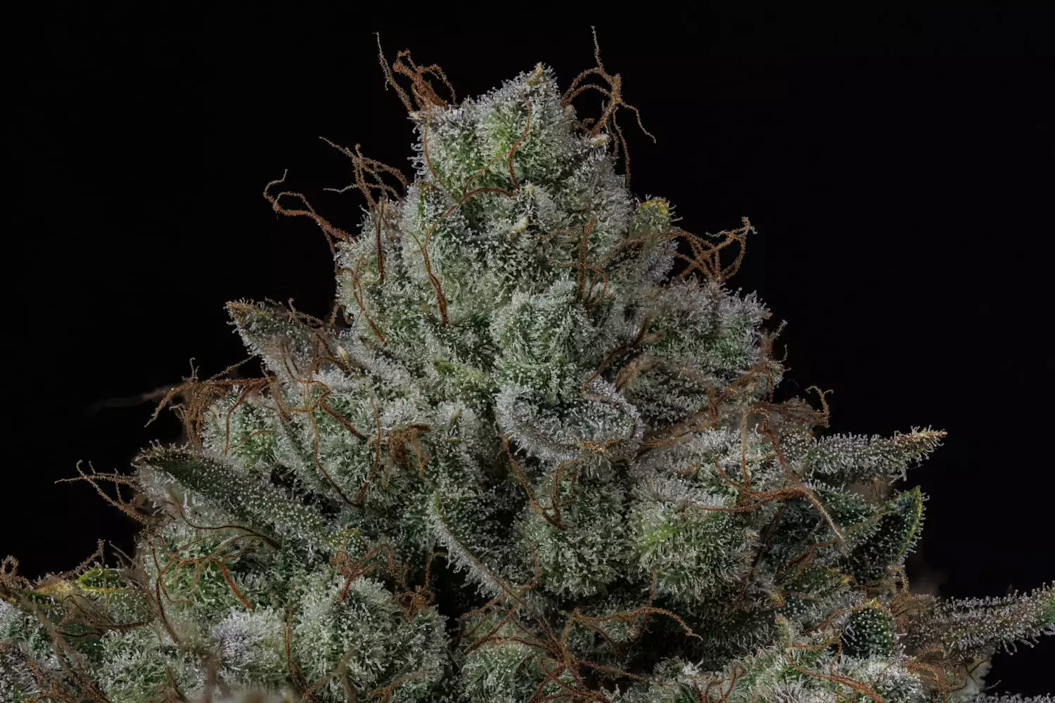 Apollo Haze - Image 3