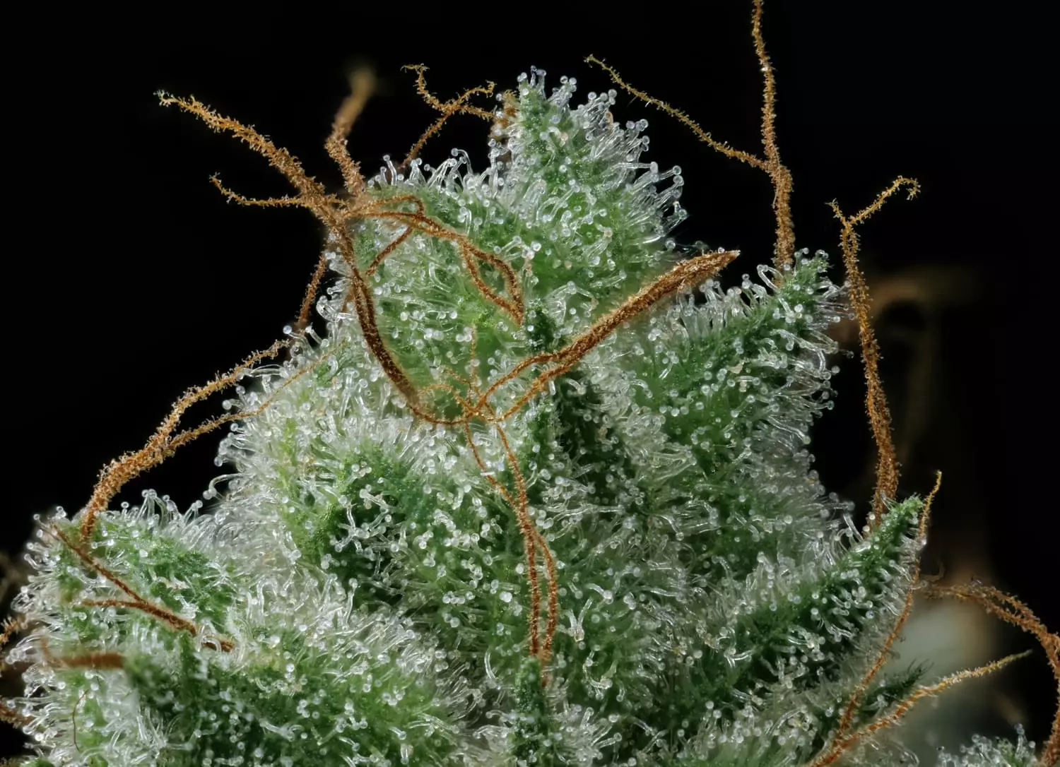 Apollo Haze - Image 4