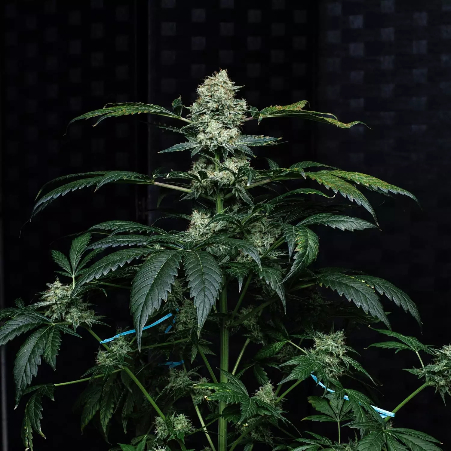 Apollo Haze - Image 5