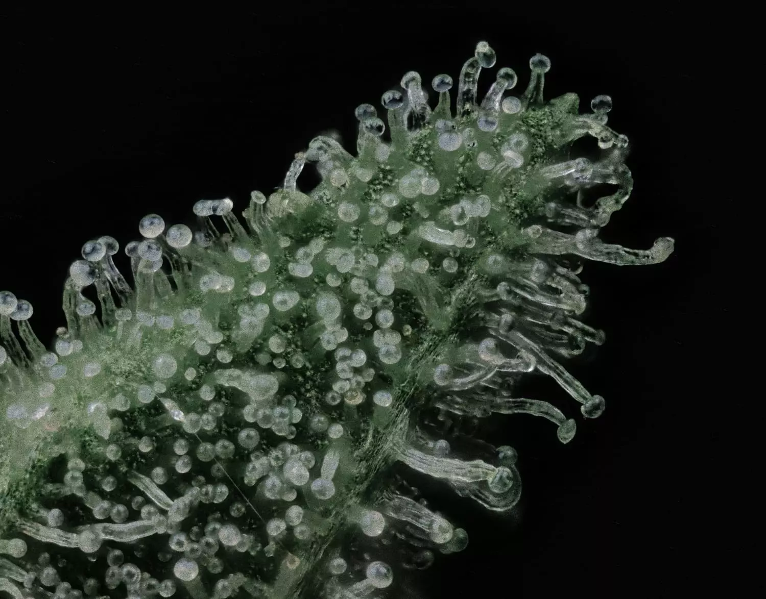 Apollo Haze - Image 6