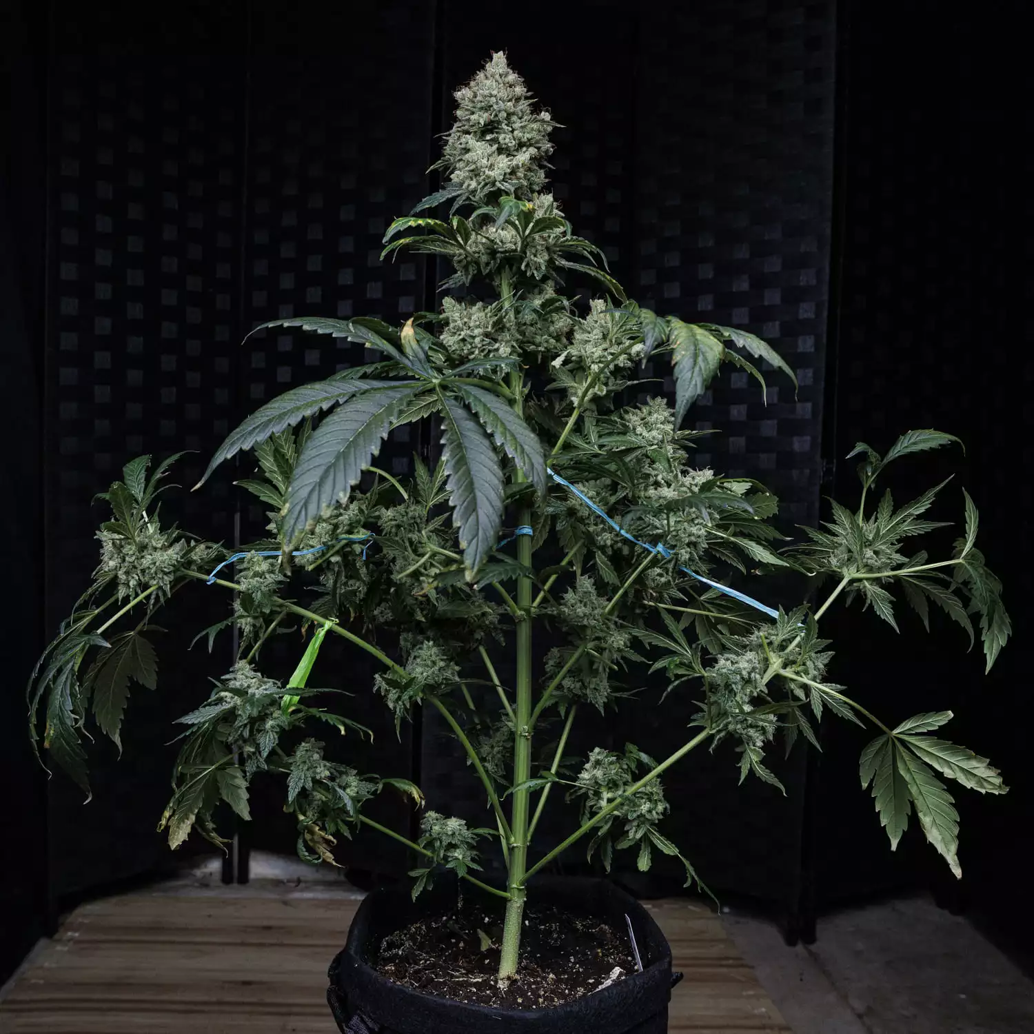 Apollo Haze - Image 7