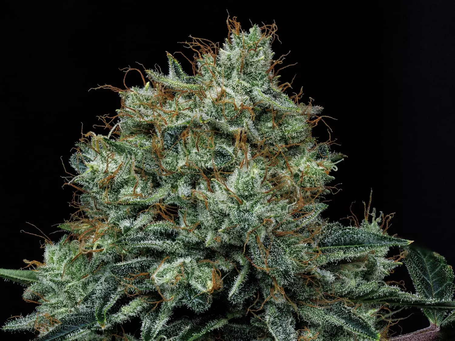 Apollo Haze - Image 8