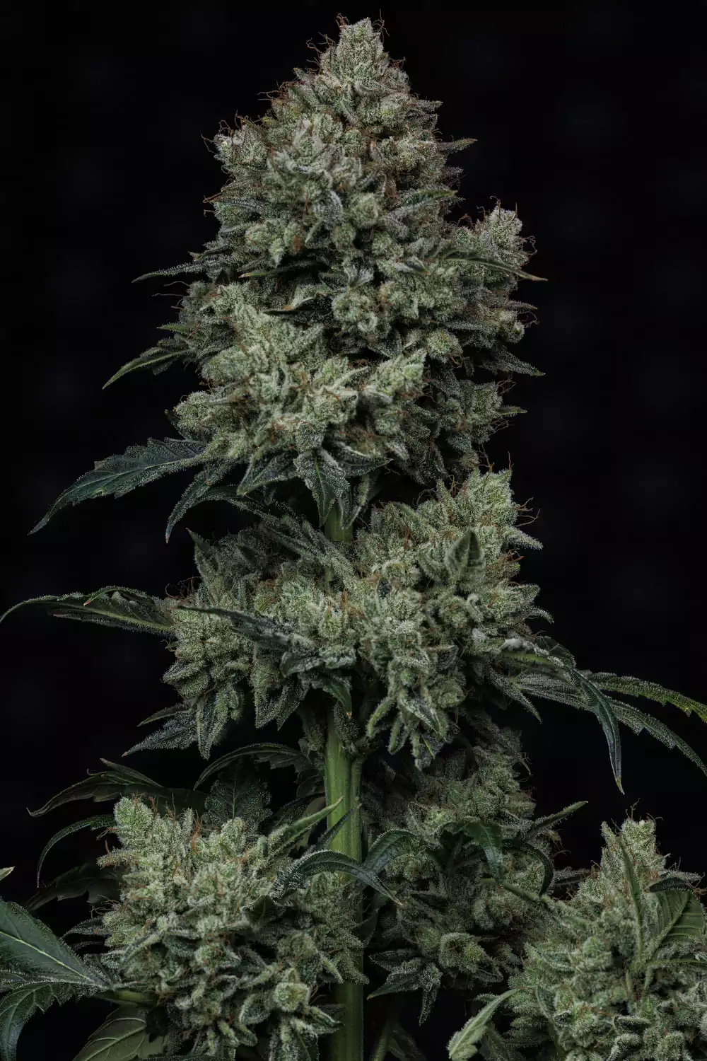 Apollo Haze - Image 9