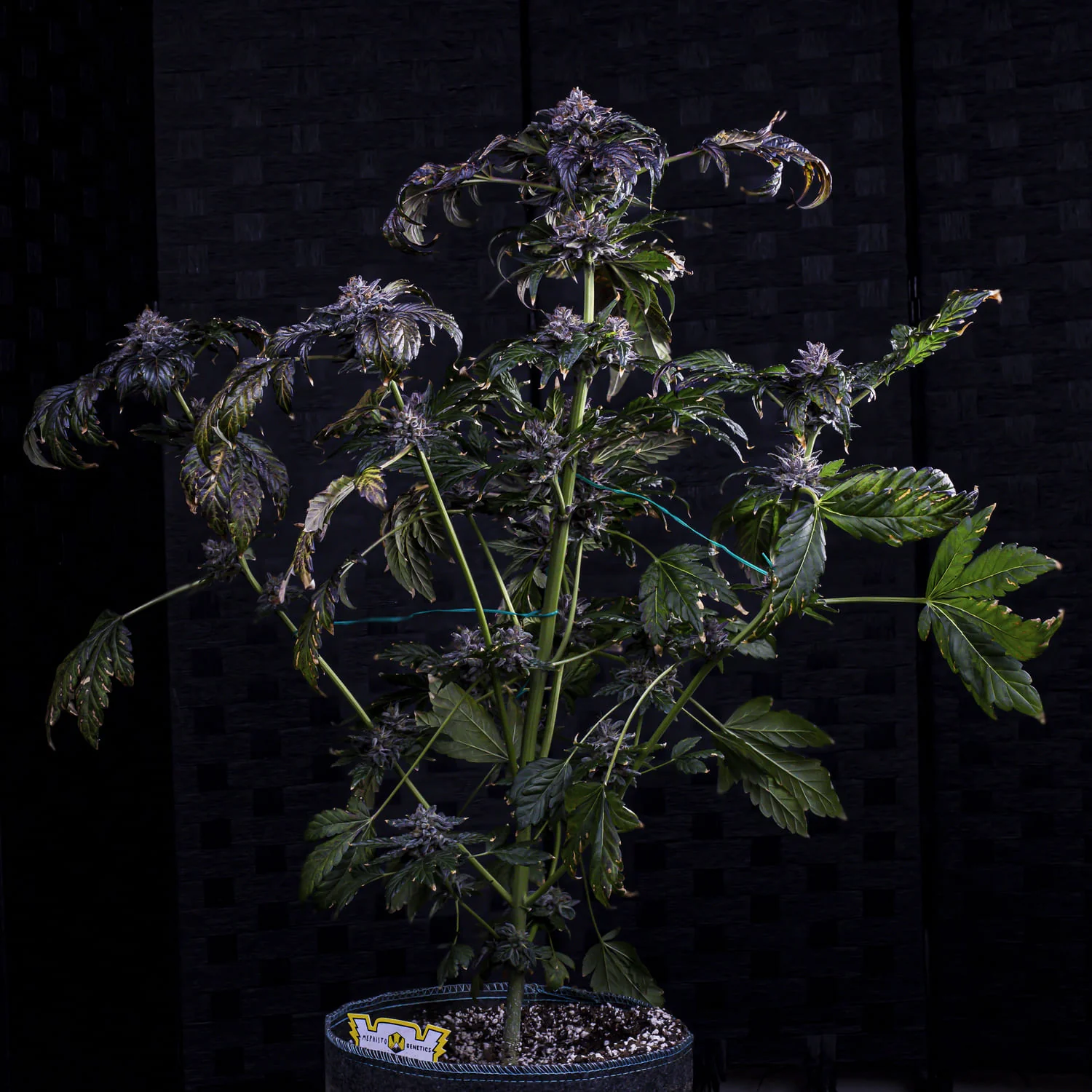 Appletizing - Image 6