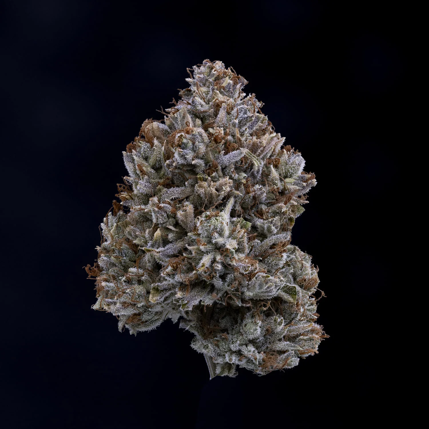 Appletizing - Image 9