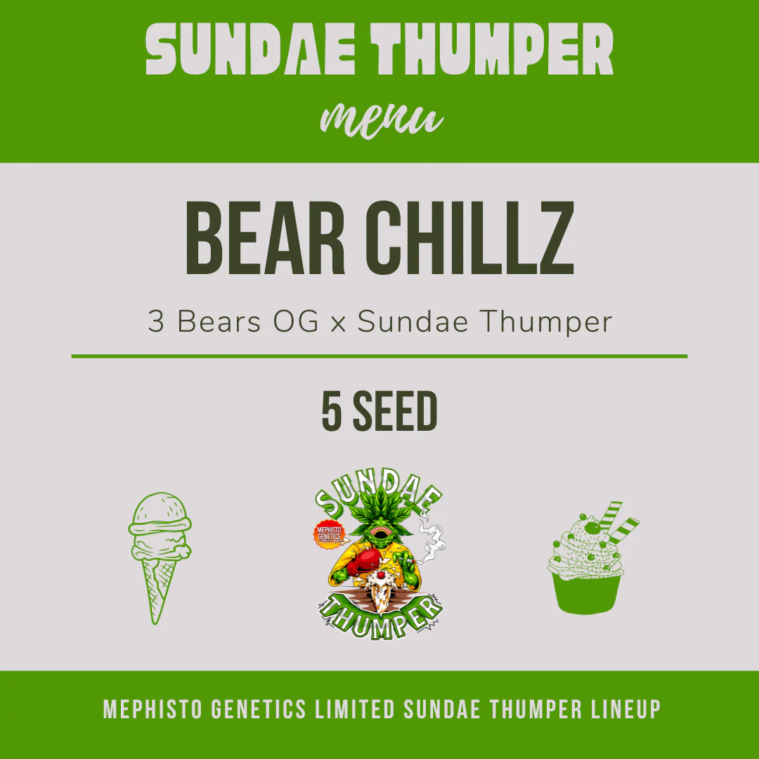 Bear Chillz