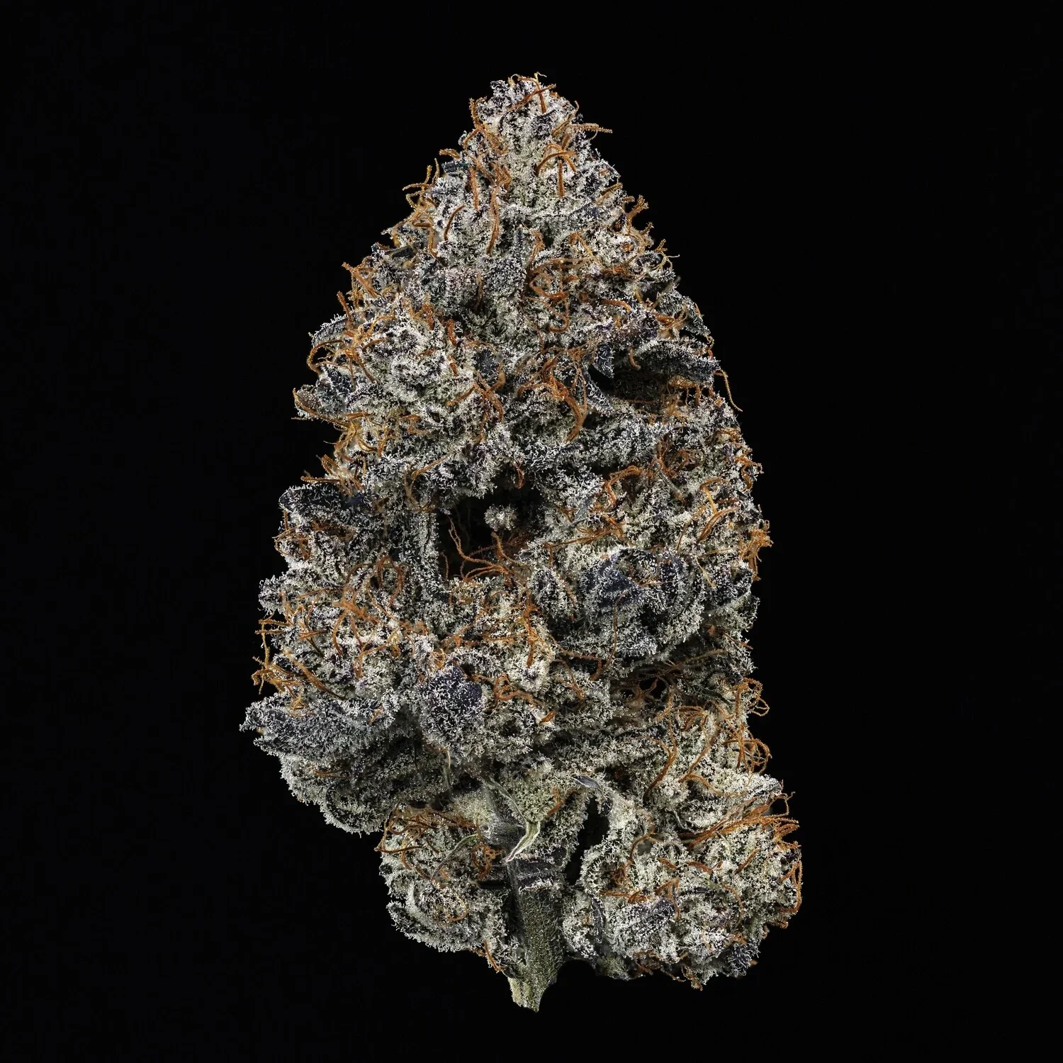 Beary Berry Punch - Image 6
