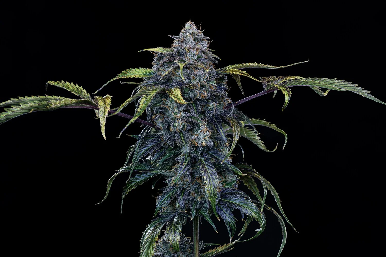 Butters' Breath - Image 2
