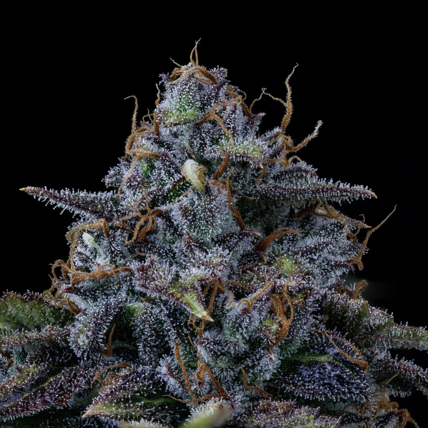 Butters' Breath - Image 3