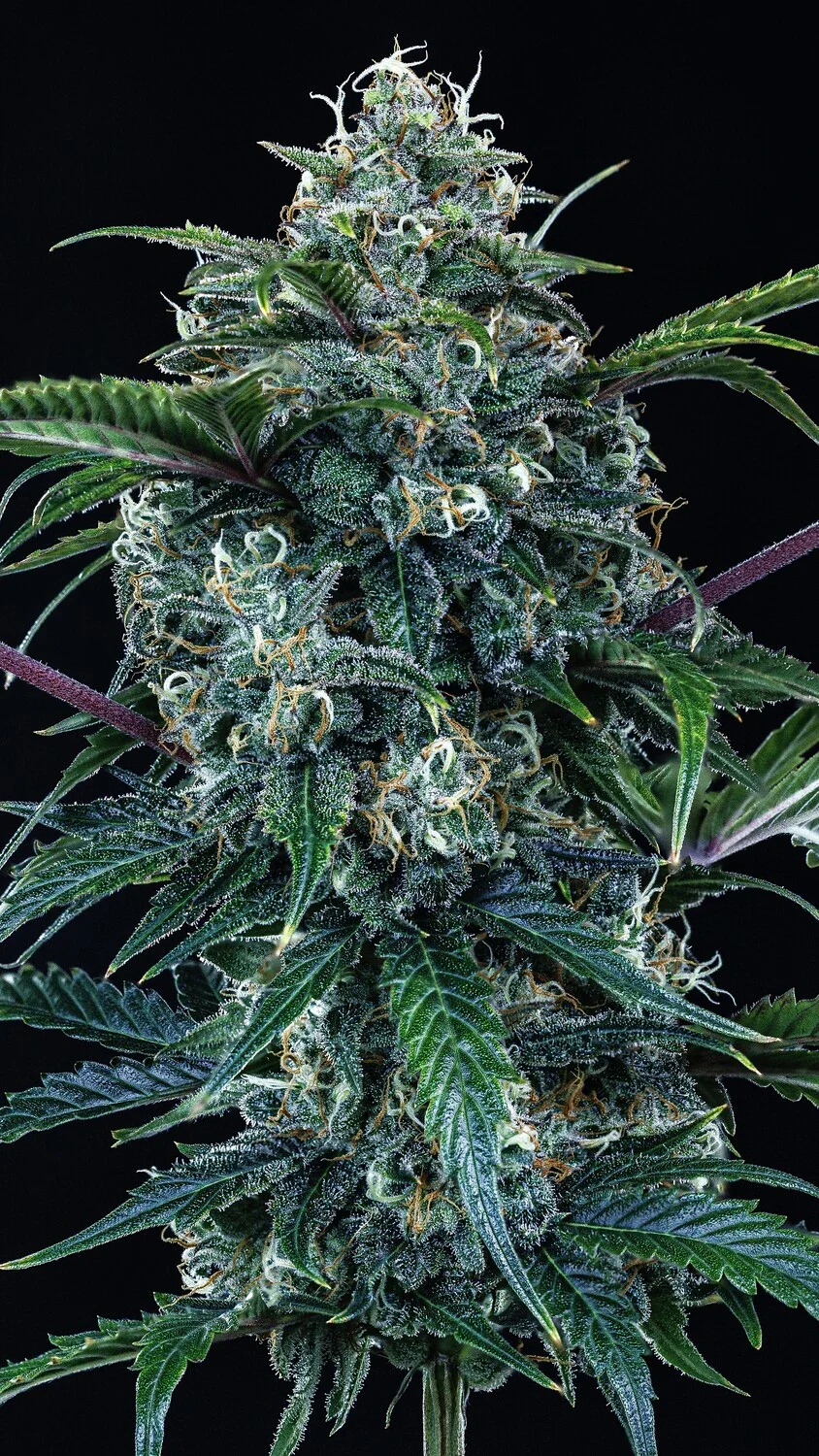 Butters' Breath - Image 6