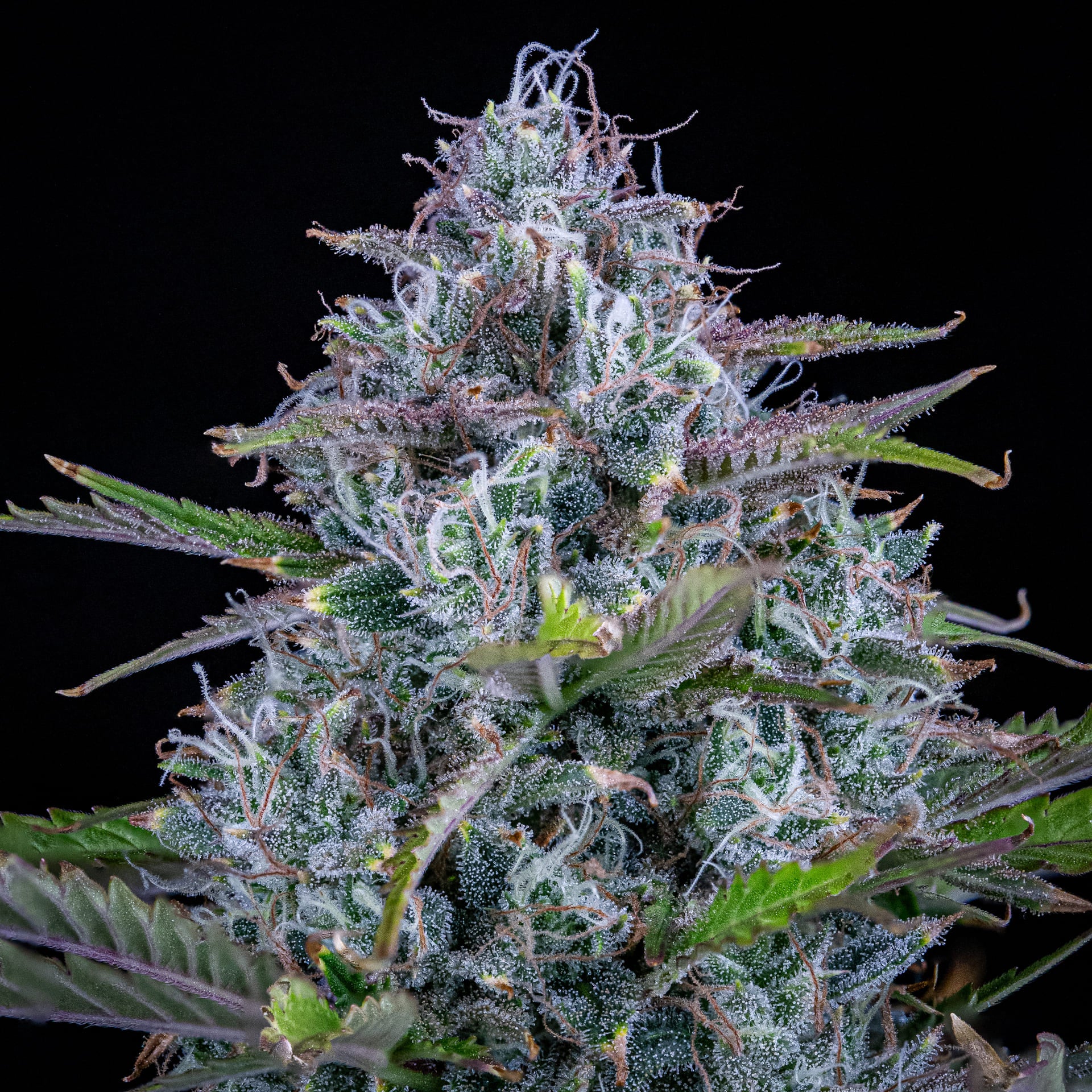Chemdogging - Image 3