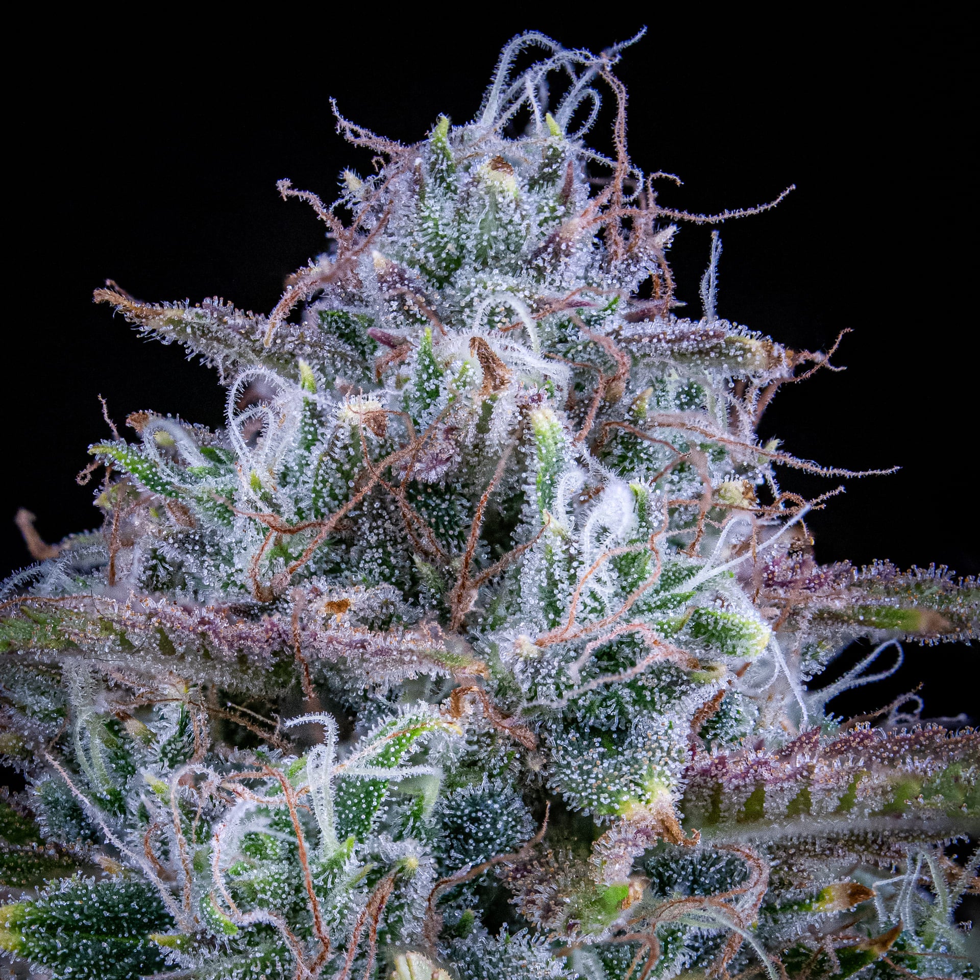 Chemdogging - Image 4