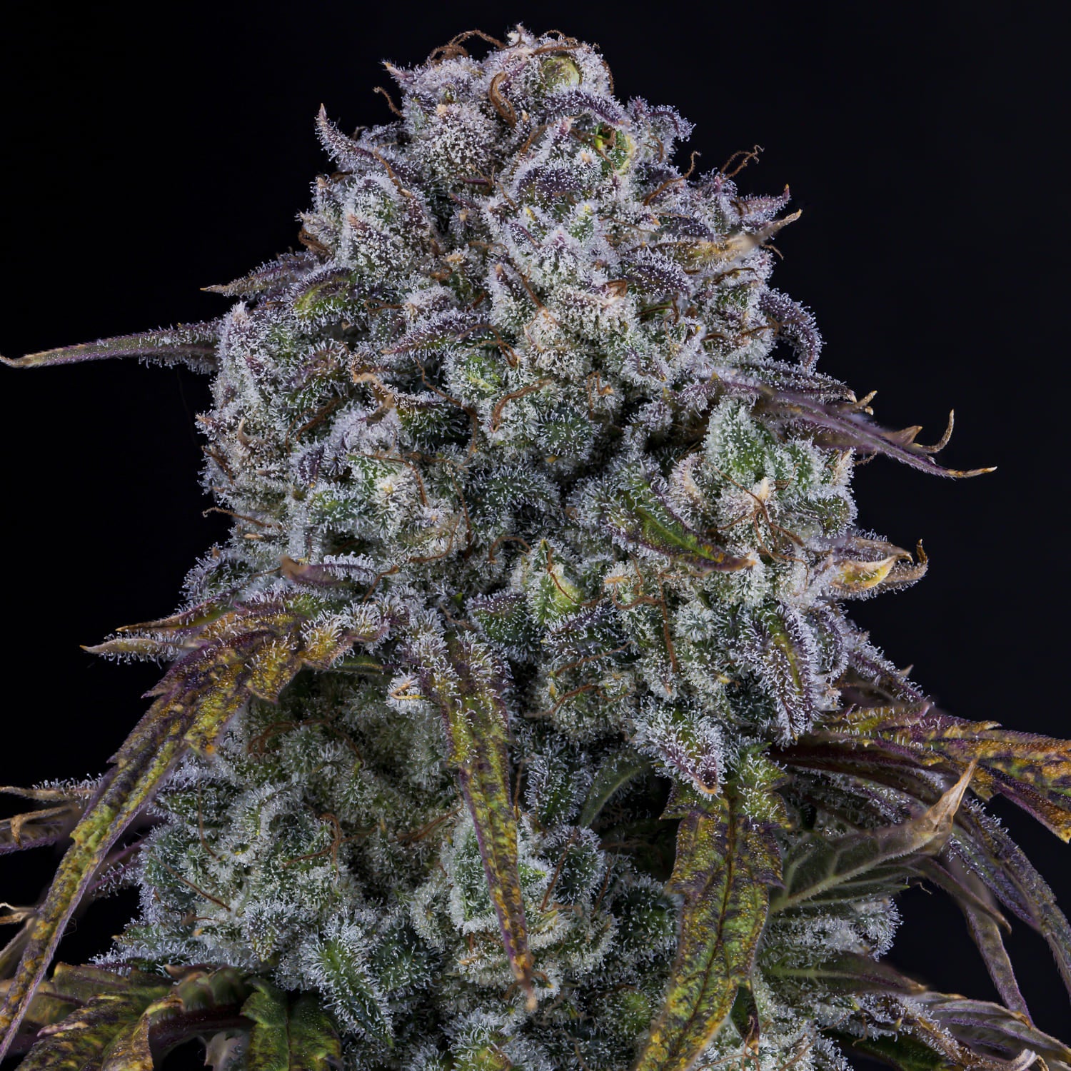 Do-si-delirium - Image 2
