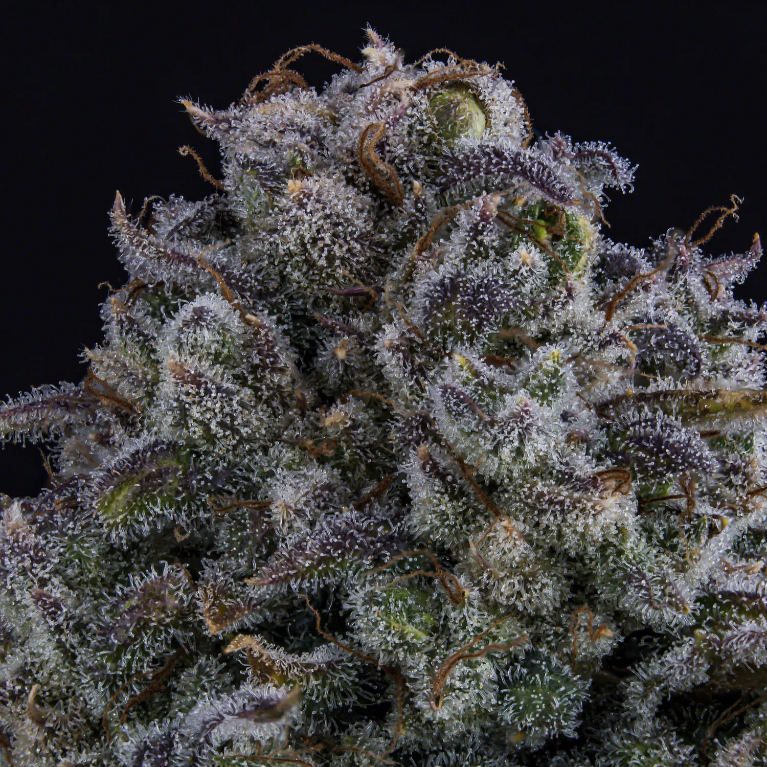 Do-si-delirium - Image 3