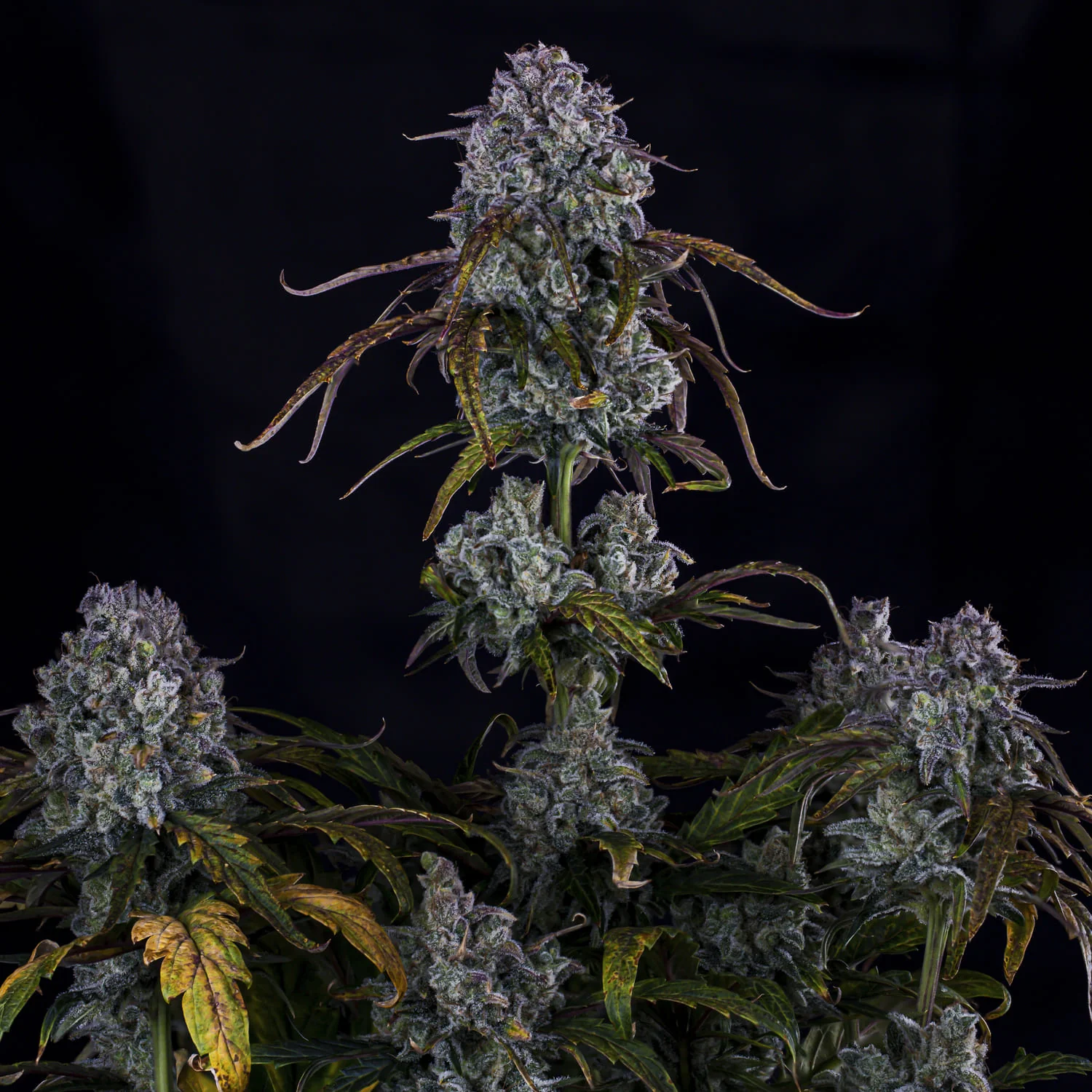 Do-si-delirium - Image 4