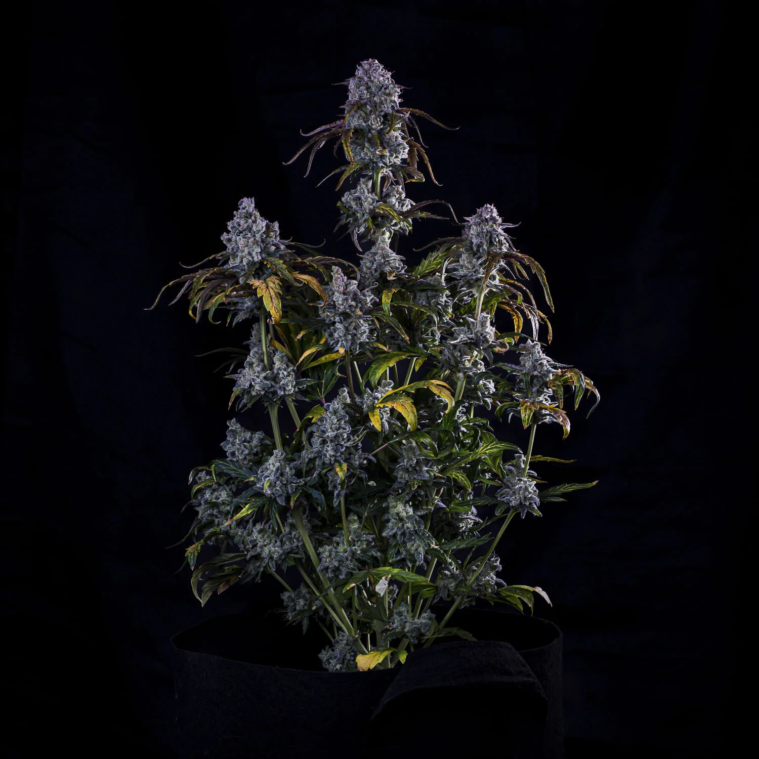 Do-si-delirium - Image 5