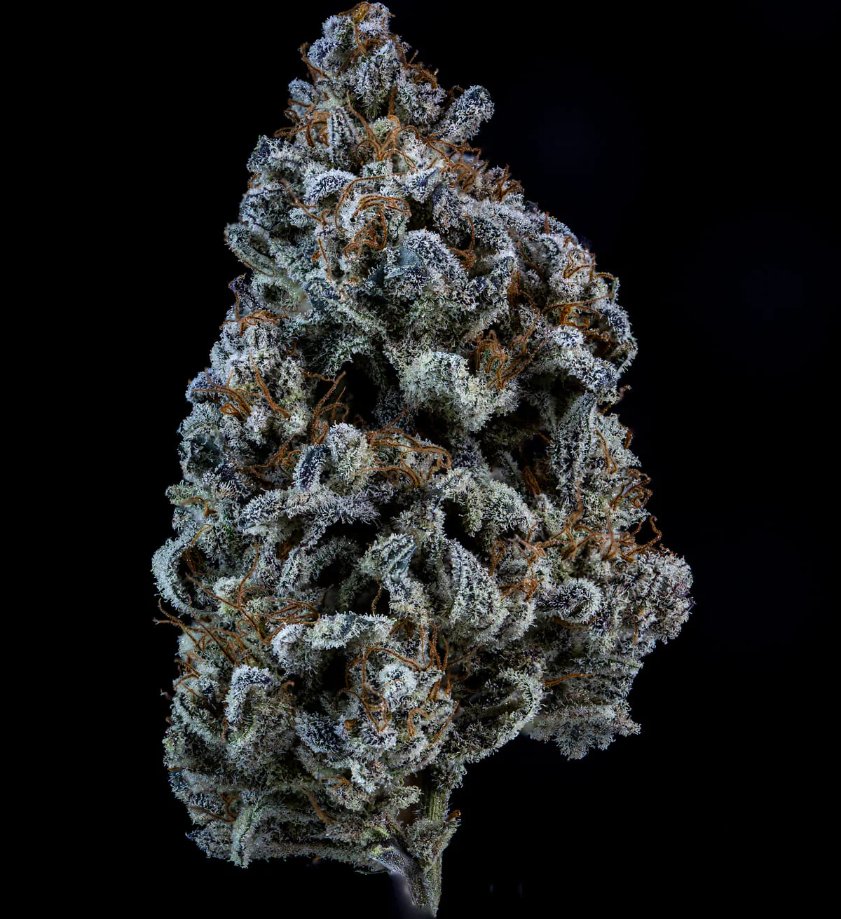 Double Grape - Image 3