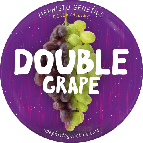 Double Grape - Image 4