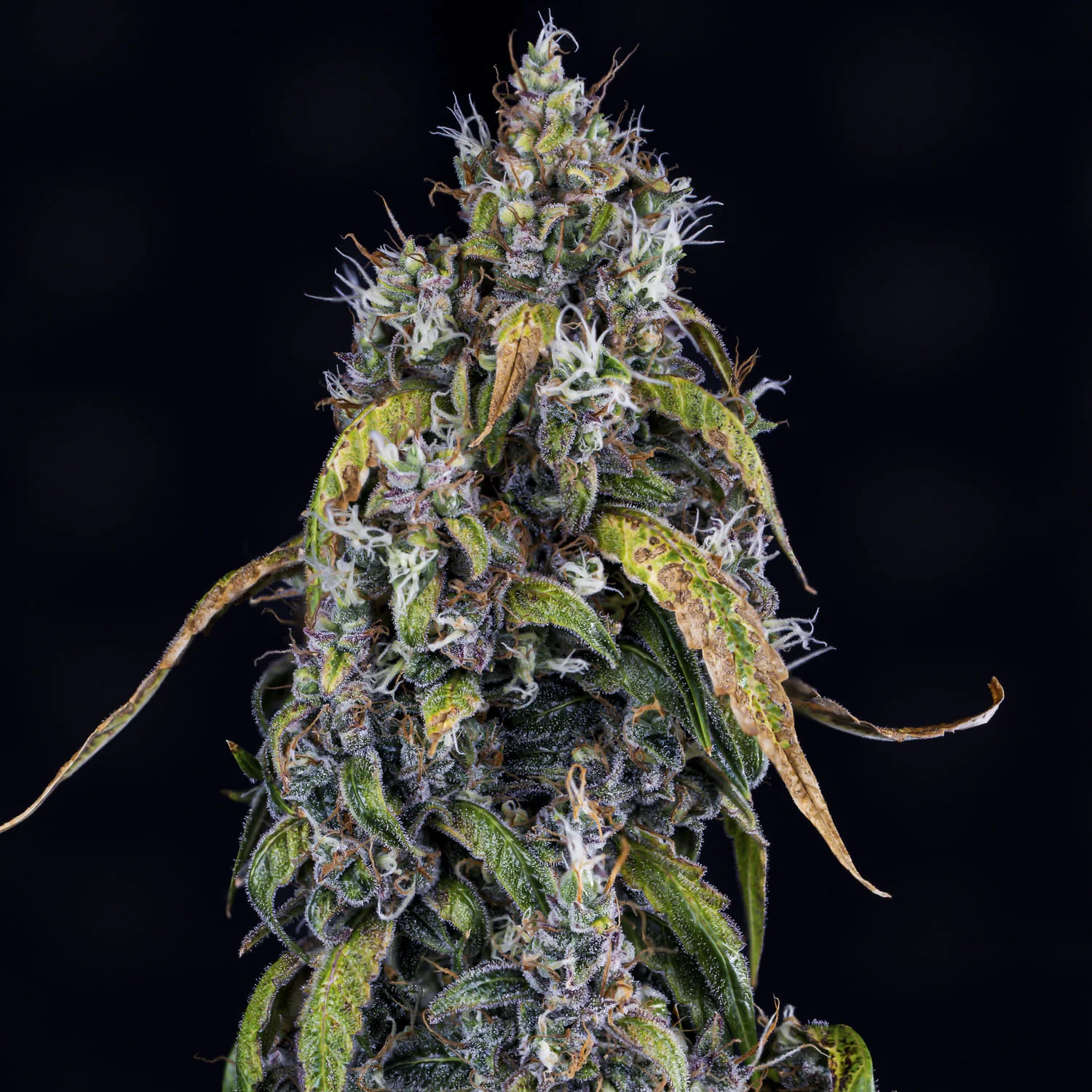 Fantasmo Express - Image 3