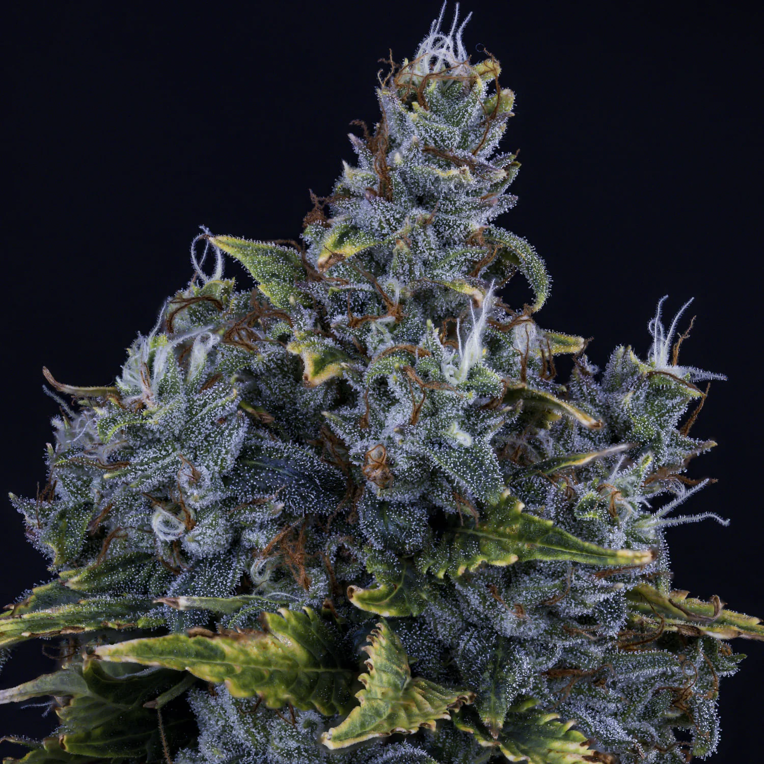 Forgotten Cookies - Image 3