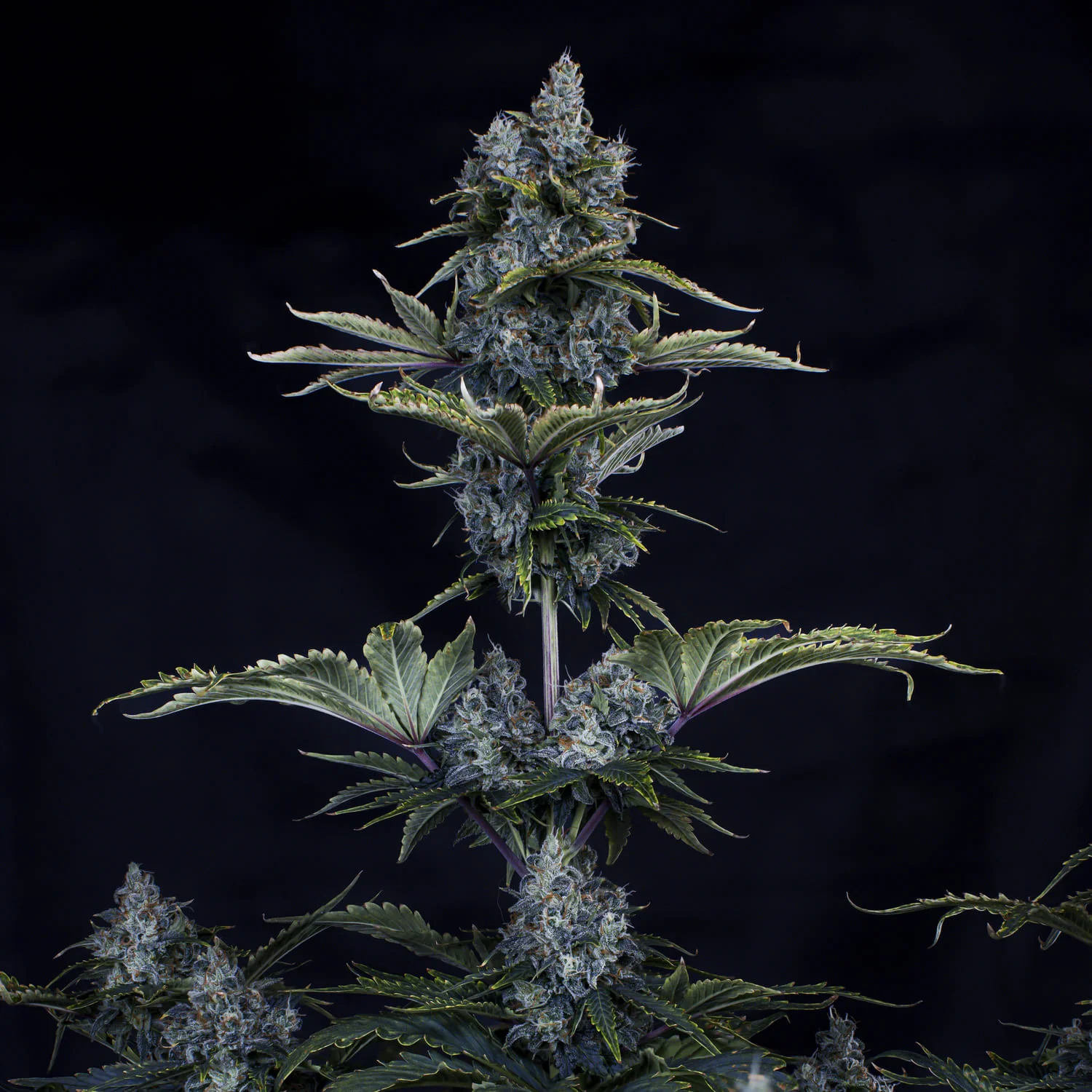 Forgotten Cookies - Image 4