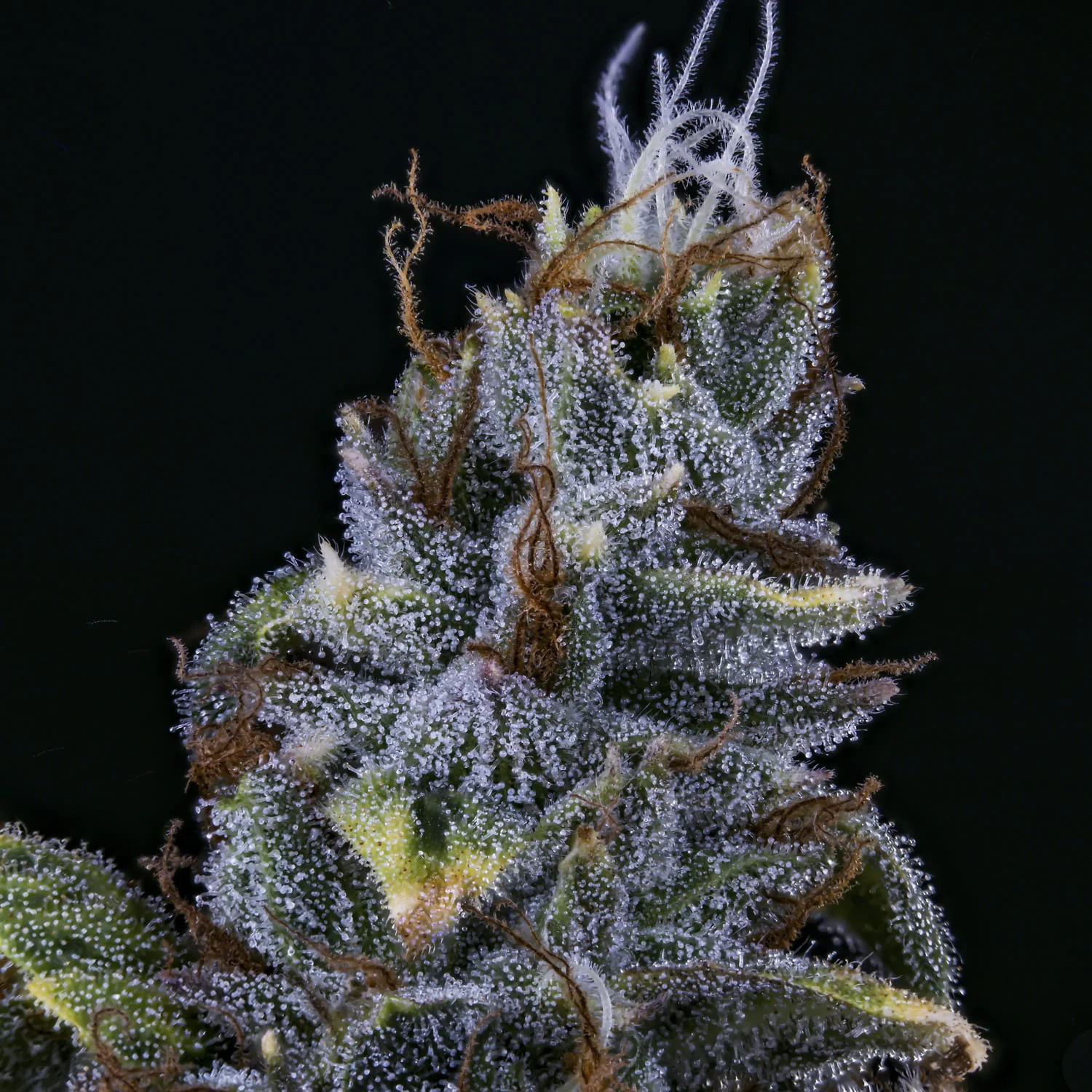 Forgotten Cookies - Image 5