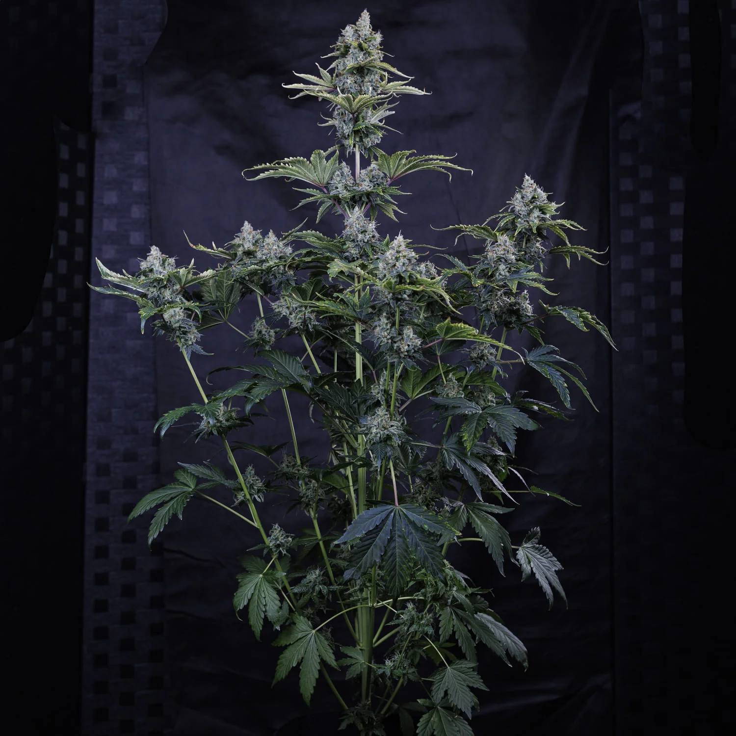 Forgotten Cookies - Image 6