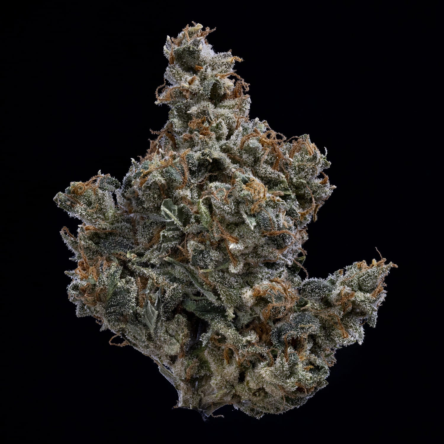 Forgotten Cookies - Image 7