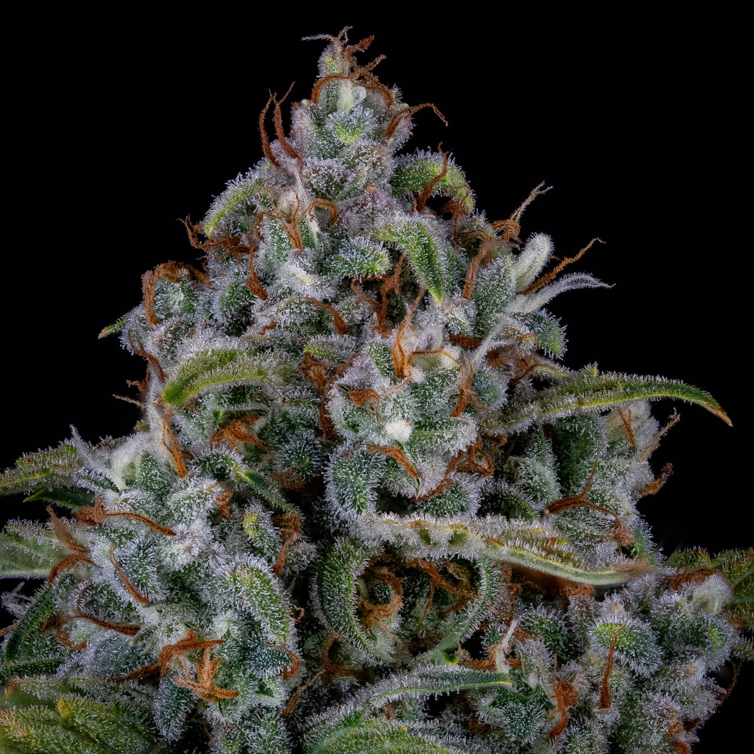 Forum Stomper - Image 3