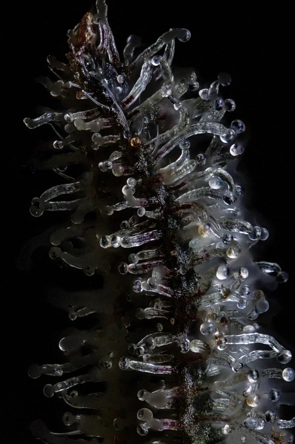 Gelauto N°33 - Image 4