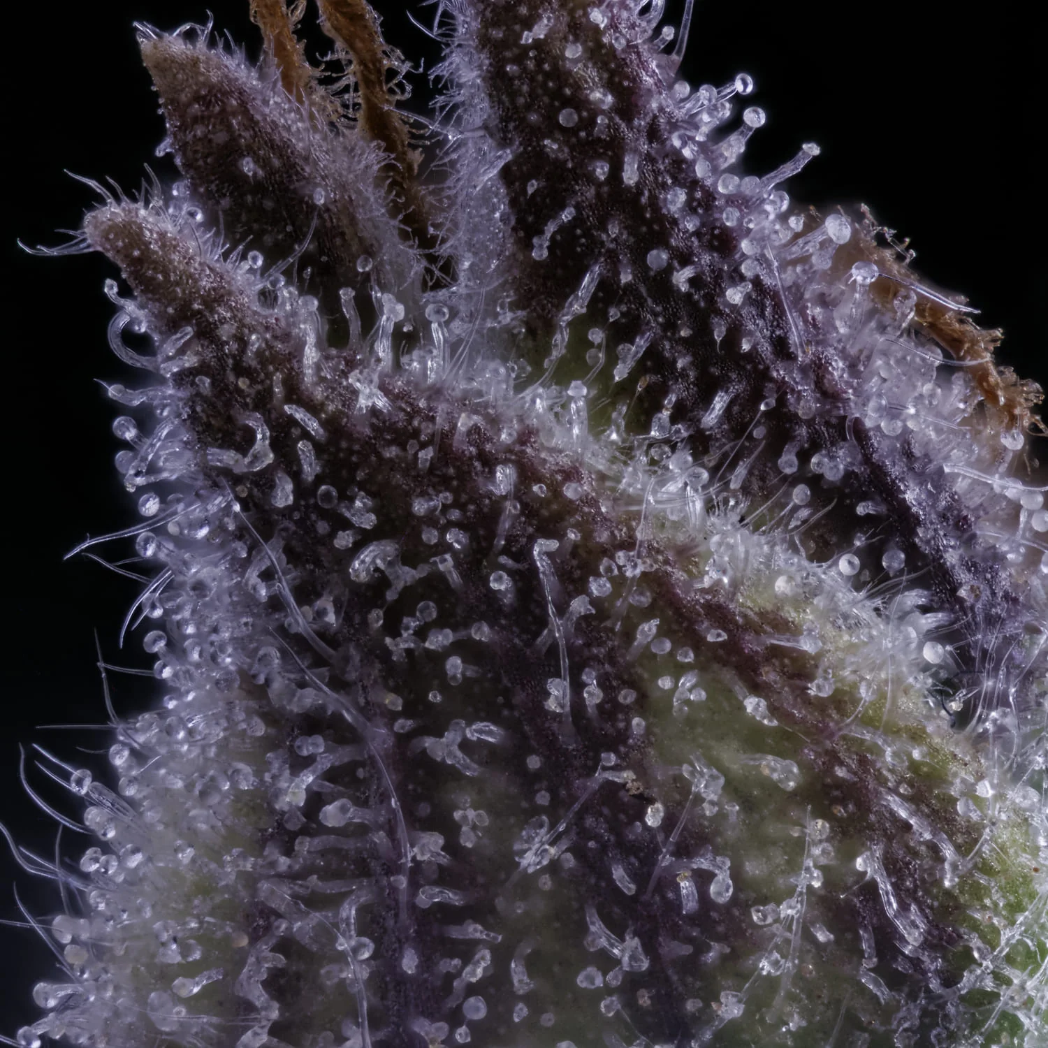 Ghost Toof - Image 4