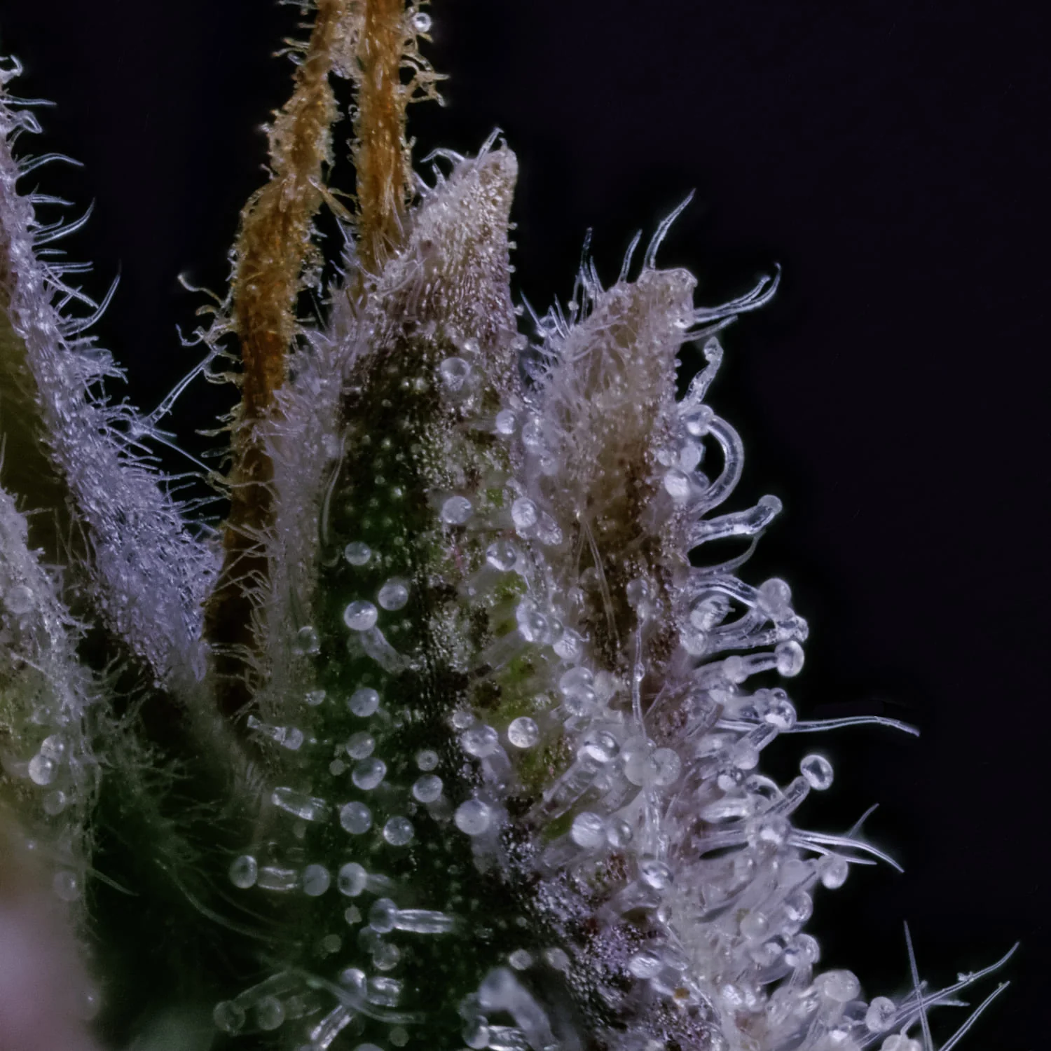 Ghost Toof - Image 5