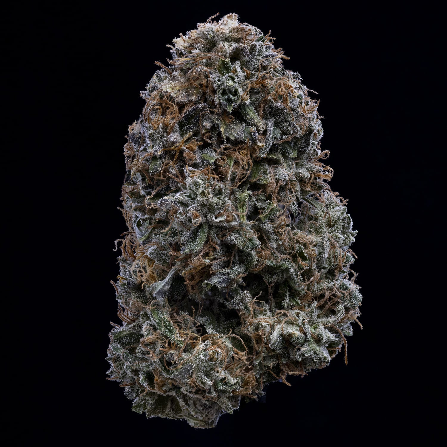 Ghost Toof - Image 7